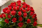 roses.jpg roses.jpg