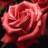 روزيتــــــــا